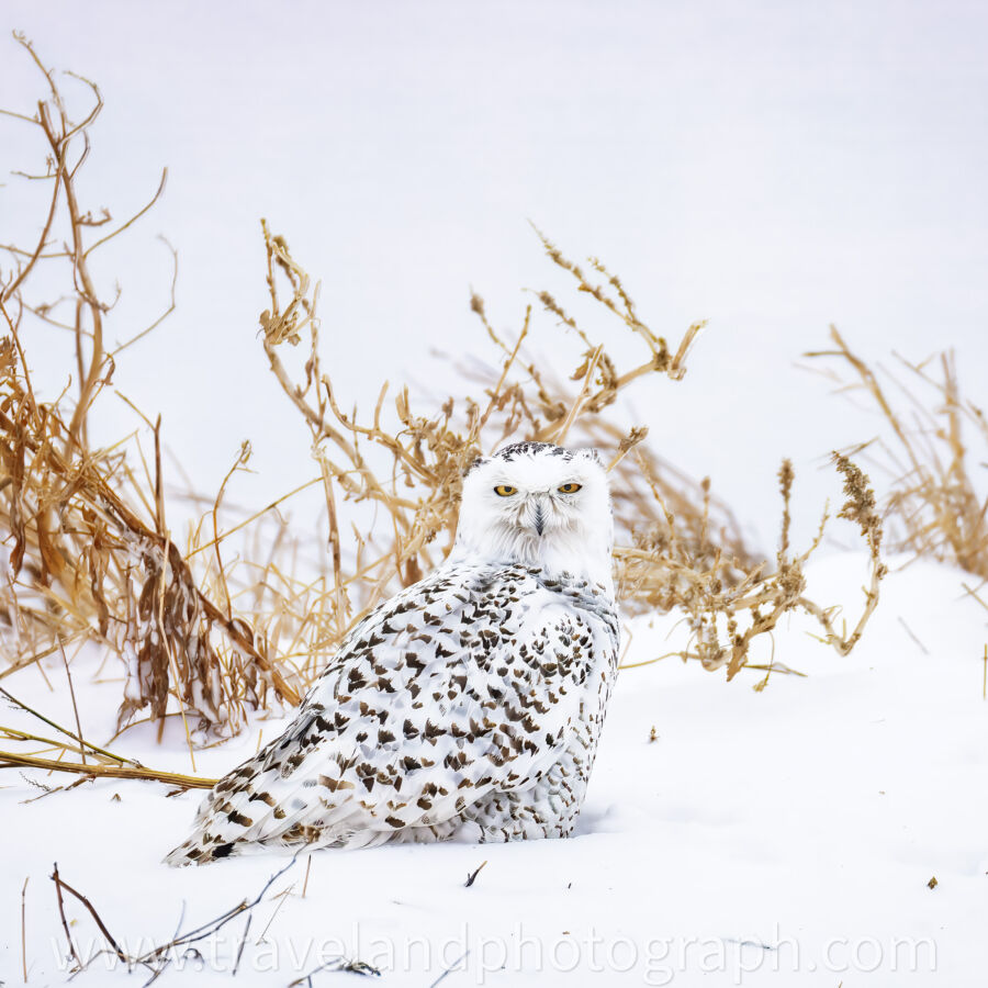 1 A 8182 topaz rawdenoise sharpen denoise