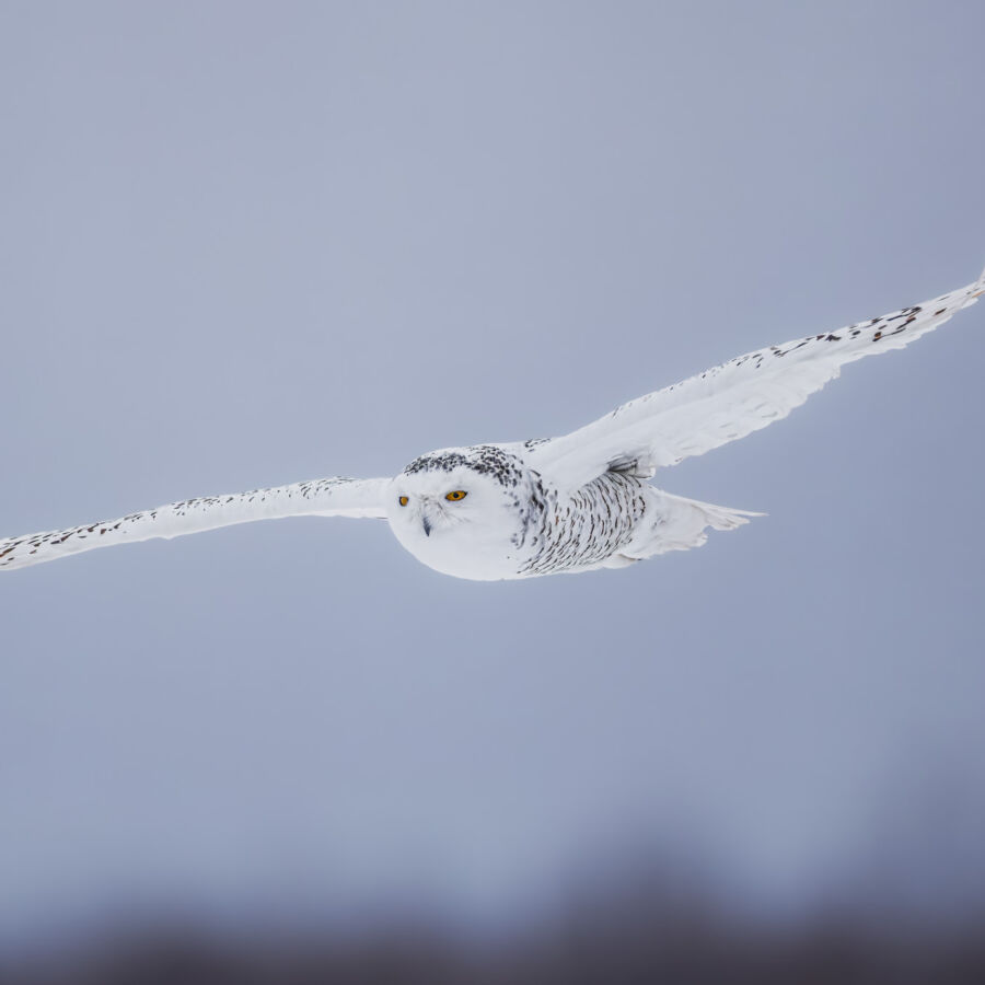 1 A 9718 topaz rawdenoise sharpen