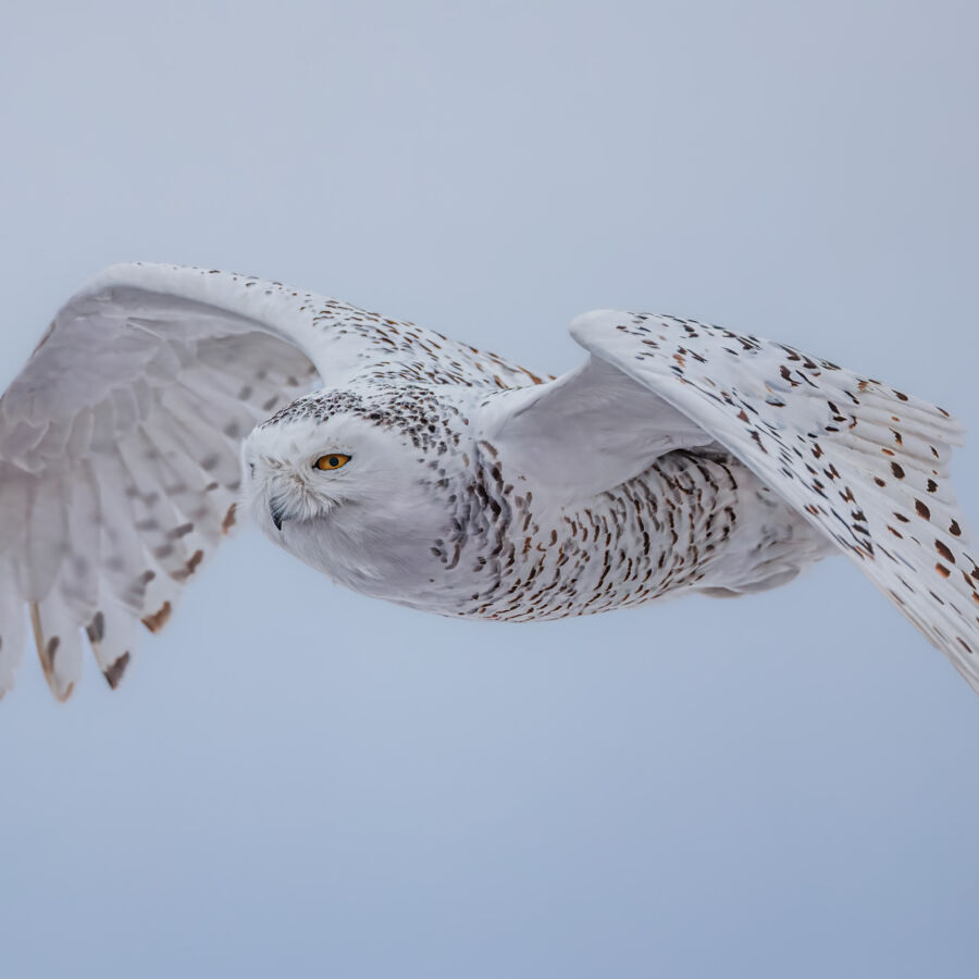 1 A 9735 topaz rawdenoise sharpen