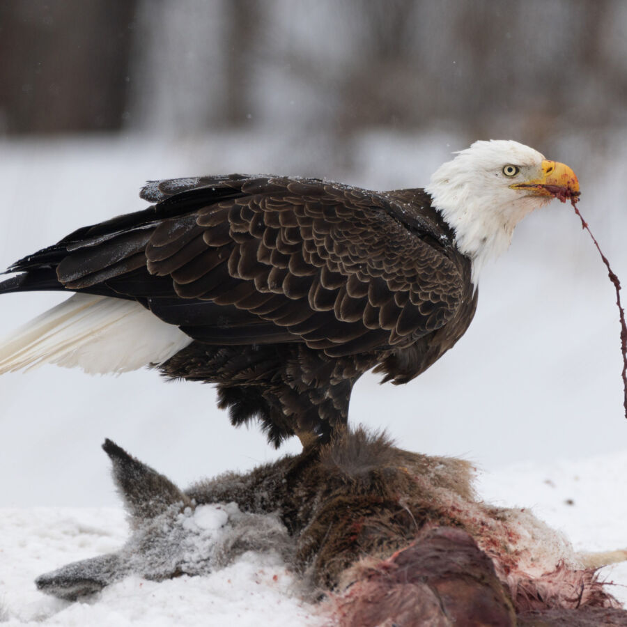 Y0 A3560 topaz sharpen copy