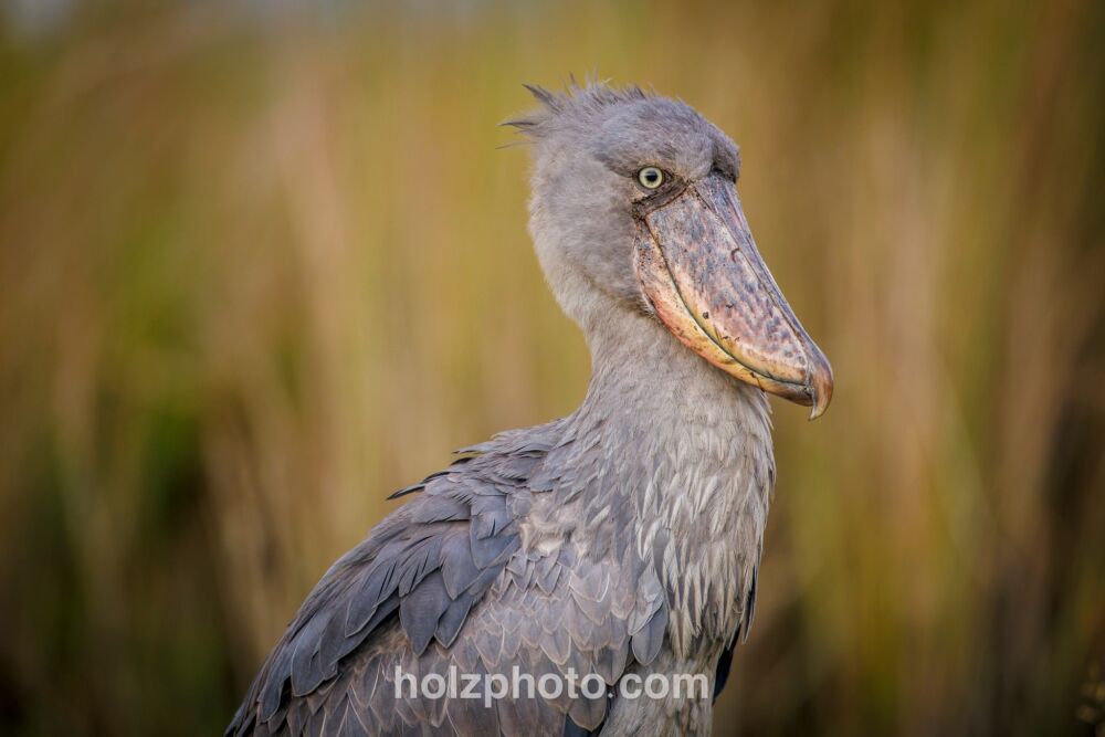 581992430 10236920713492251 8772336601350999941 n