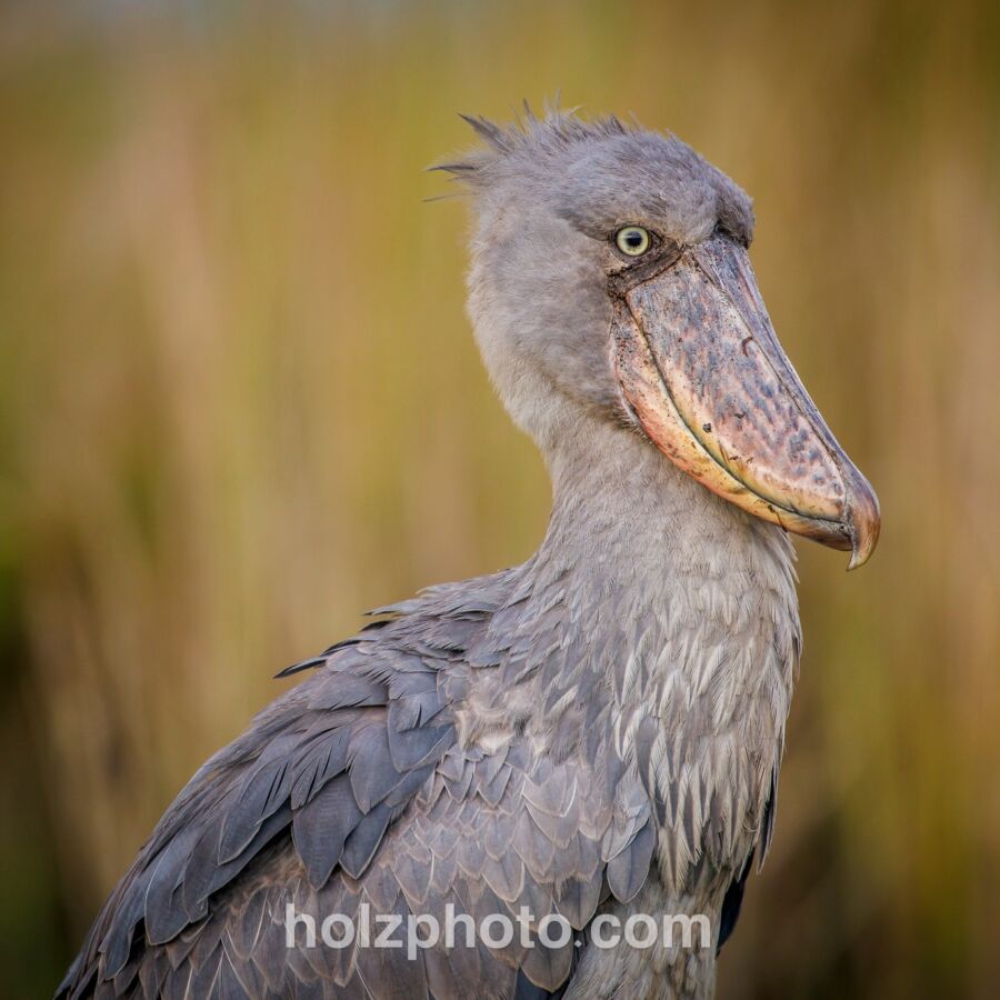 581992430 10236920713492251 8772336601350999941 n