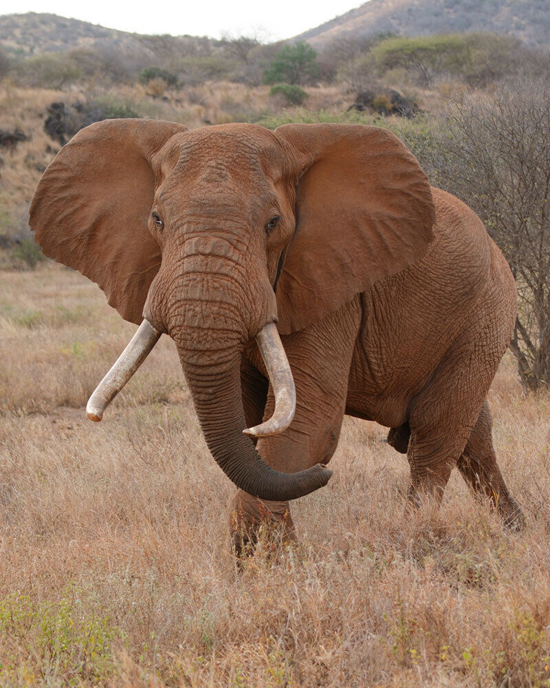 Brown elephant tanzania