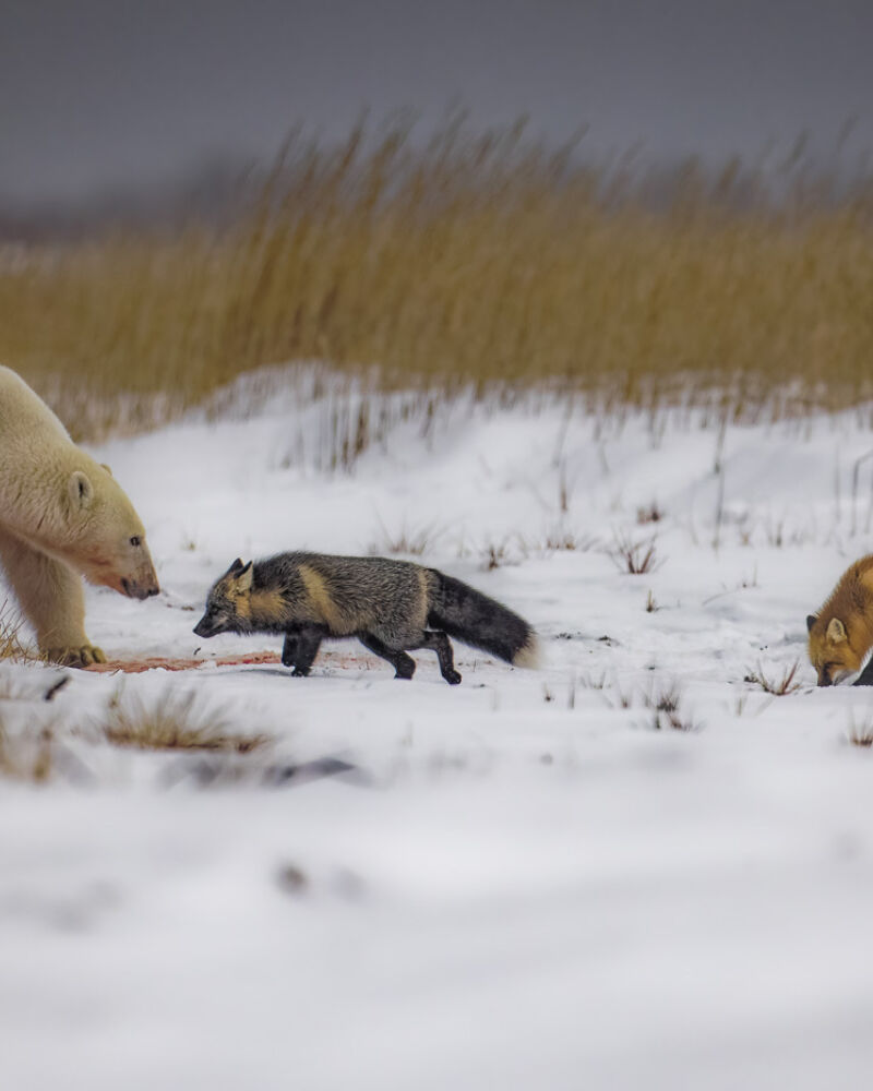 Polar bears 01