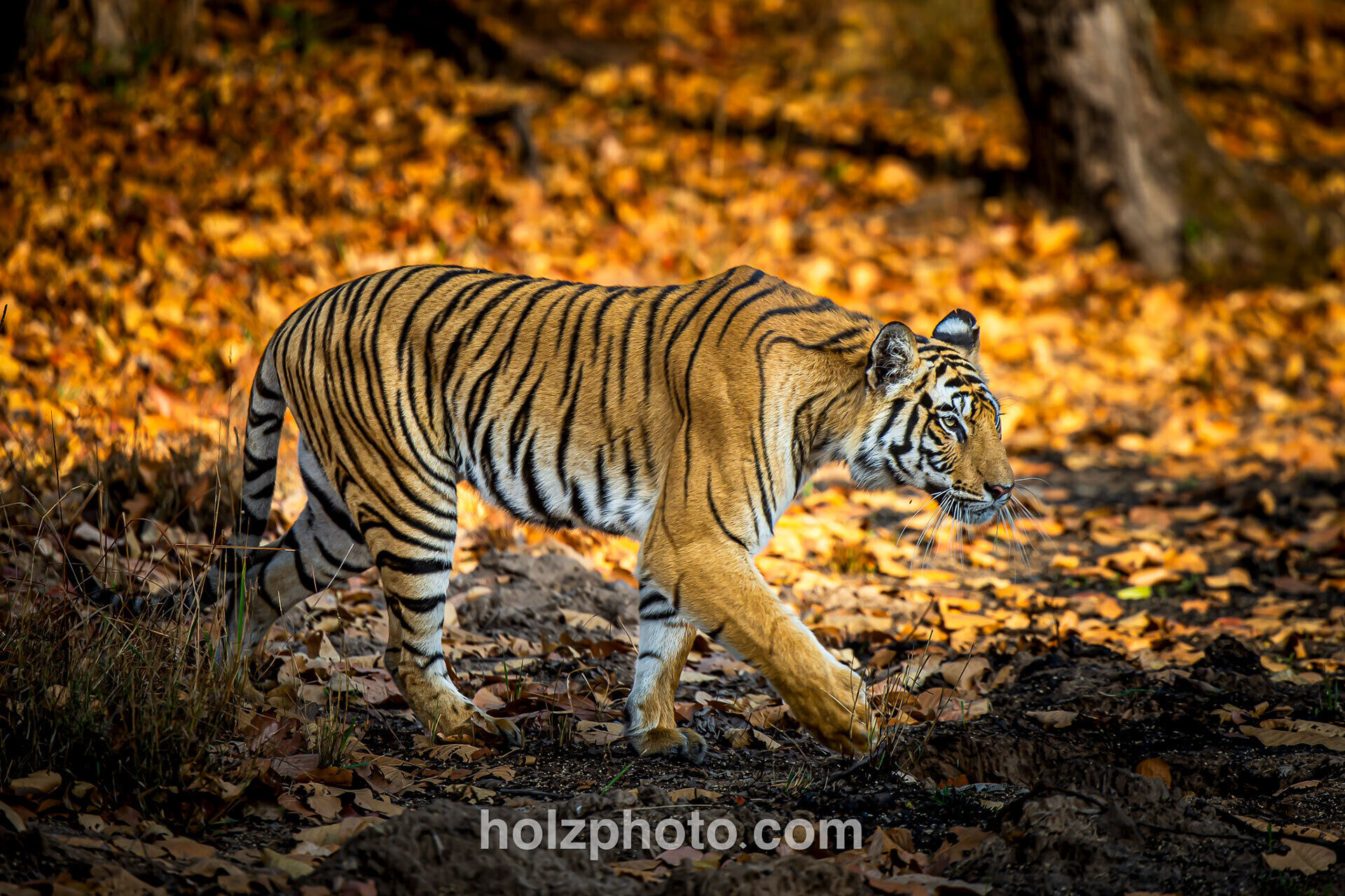 Tiger india header