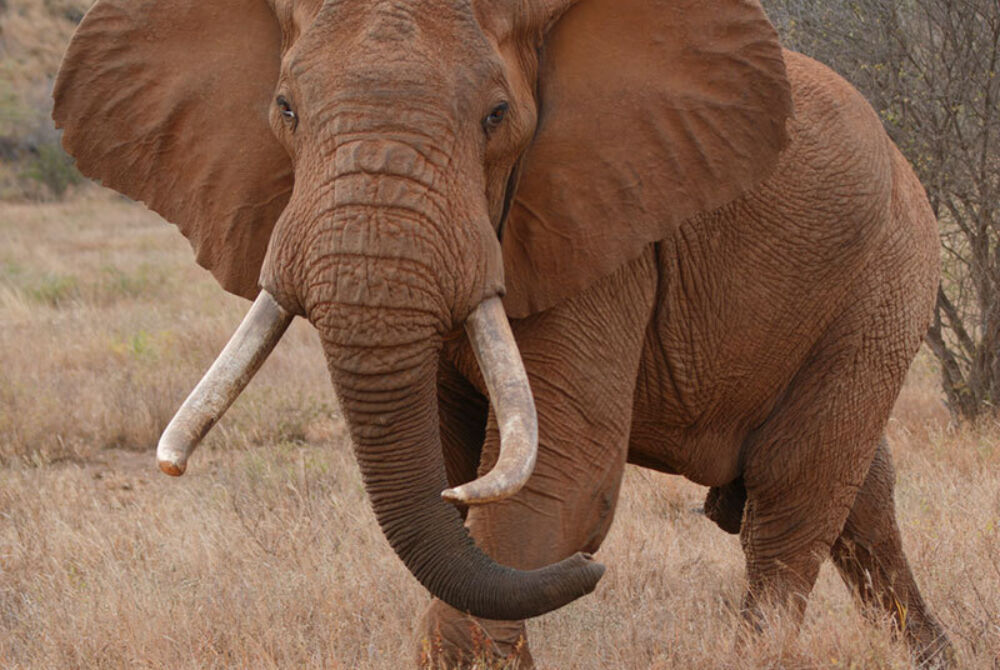 Brown elephant tanzania