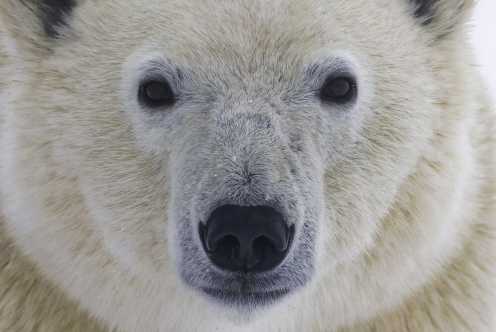 Polar bears 10