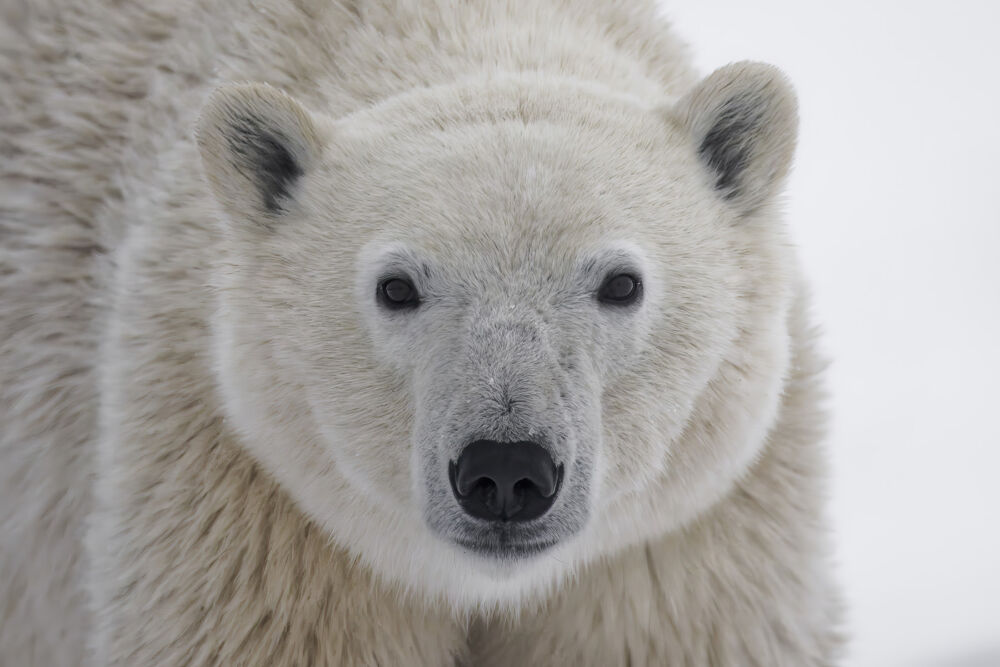 Polar bear face
