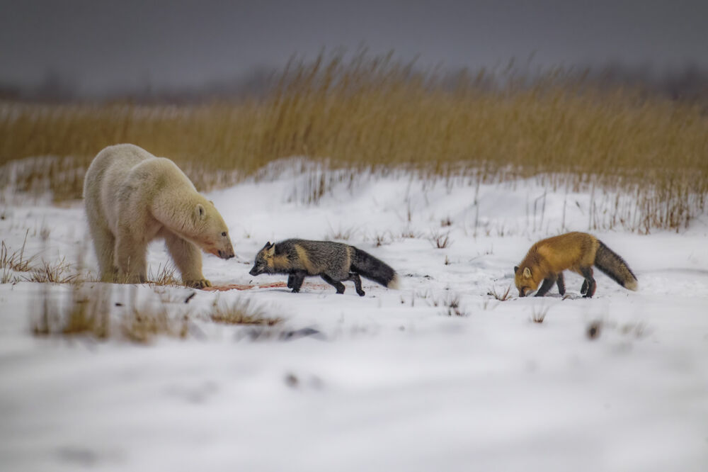 Polar bears 01