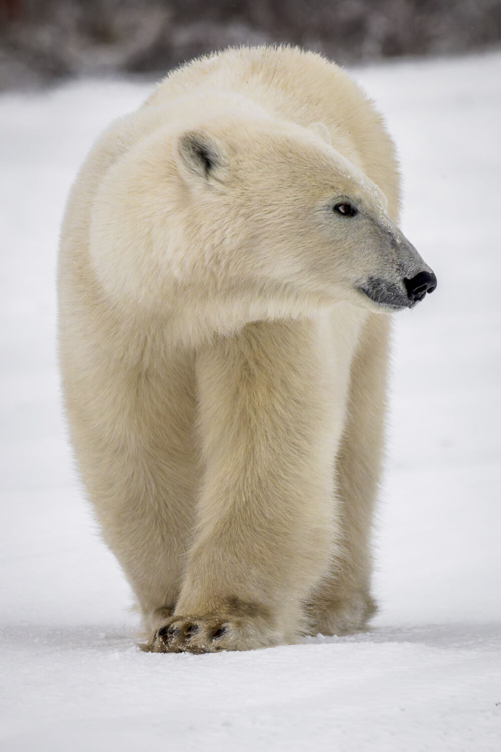 Polar bears 04