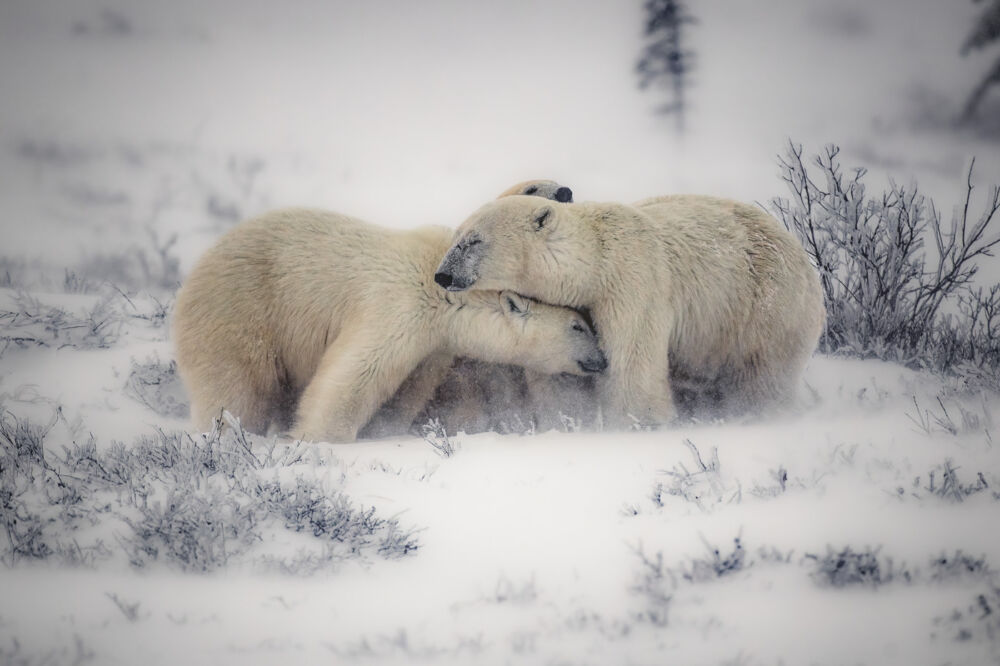 Polar bears 05