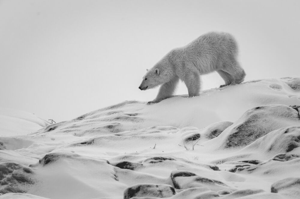 Polar bears 06