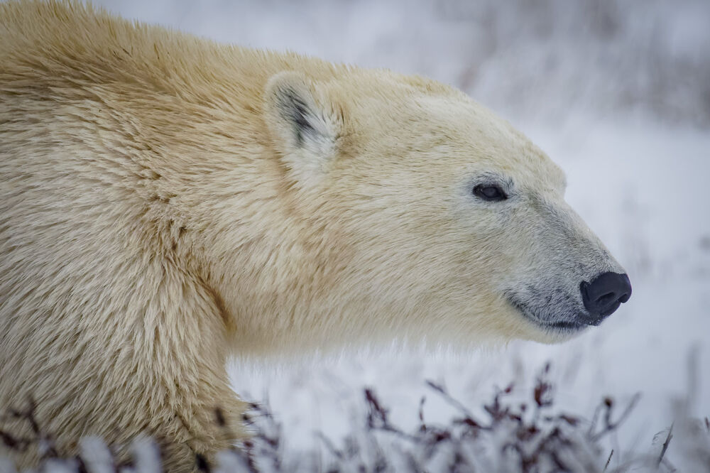 Polar bears 07