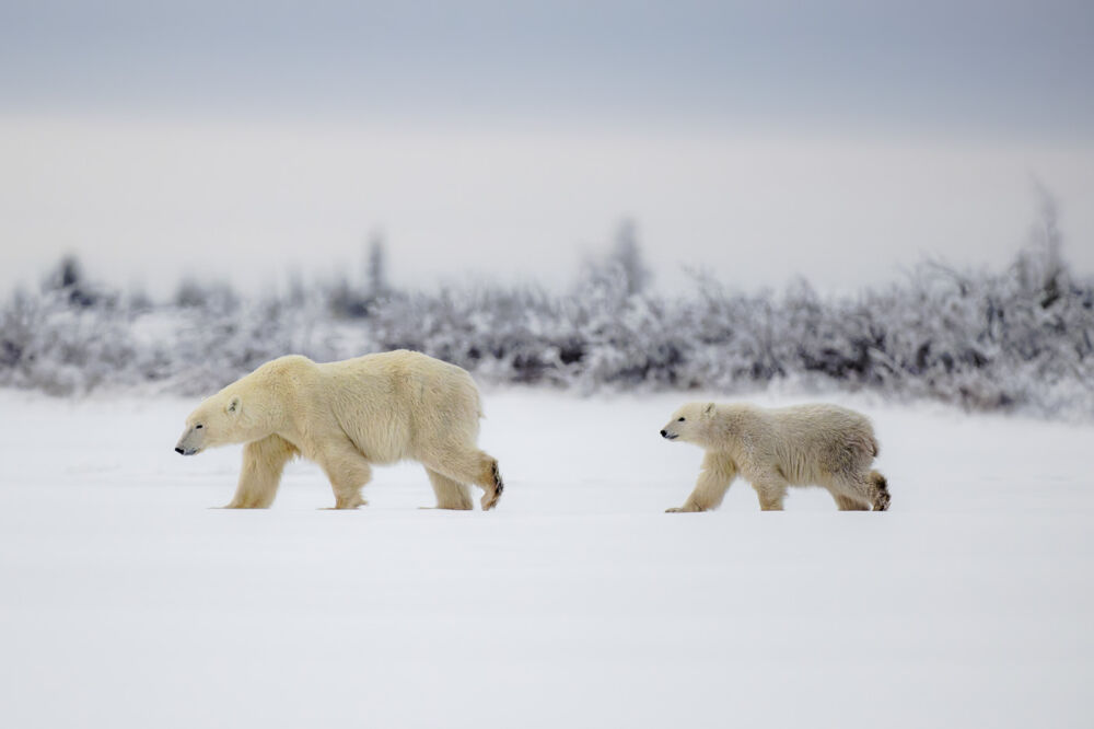 Polar bears 08