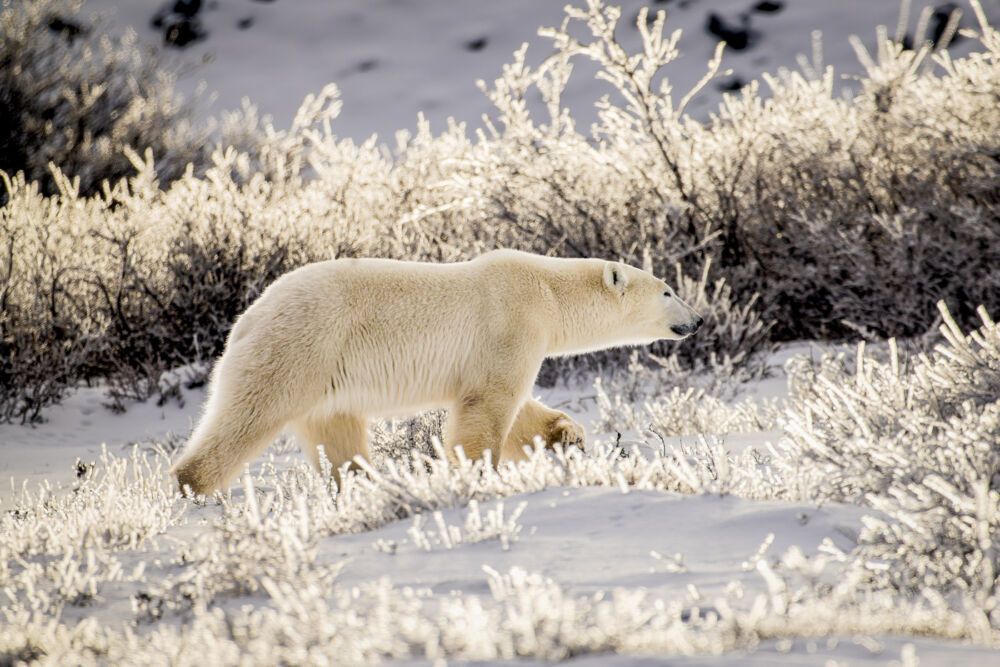 Polar bears 09