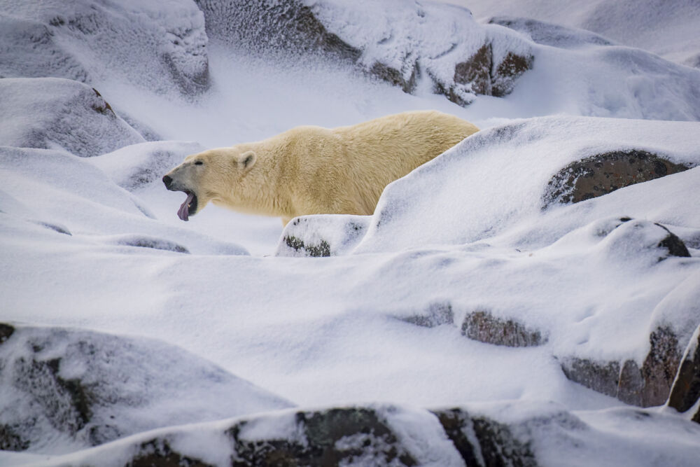 Polar bears 11