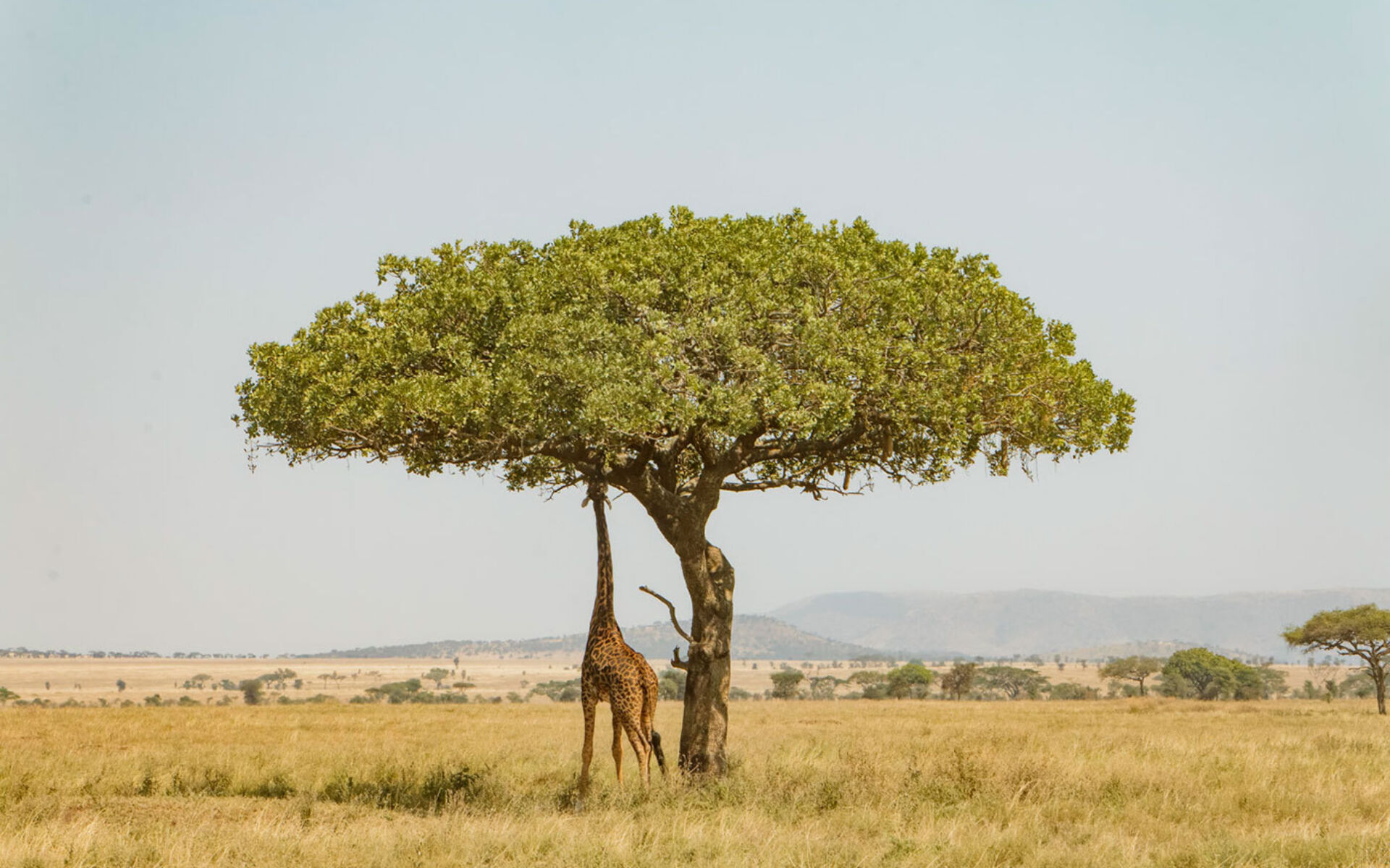 Home page giraffe