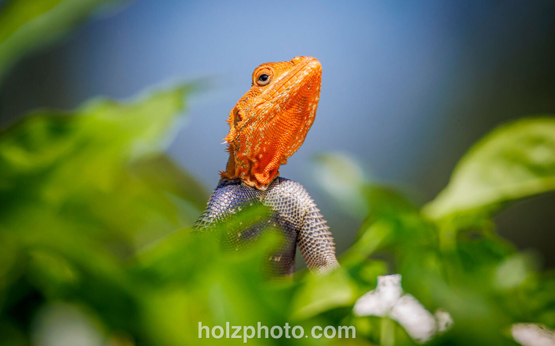Home page lizard