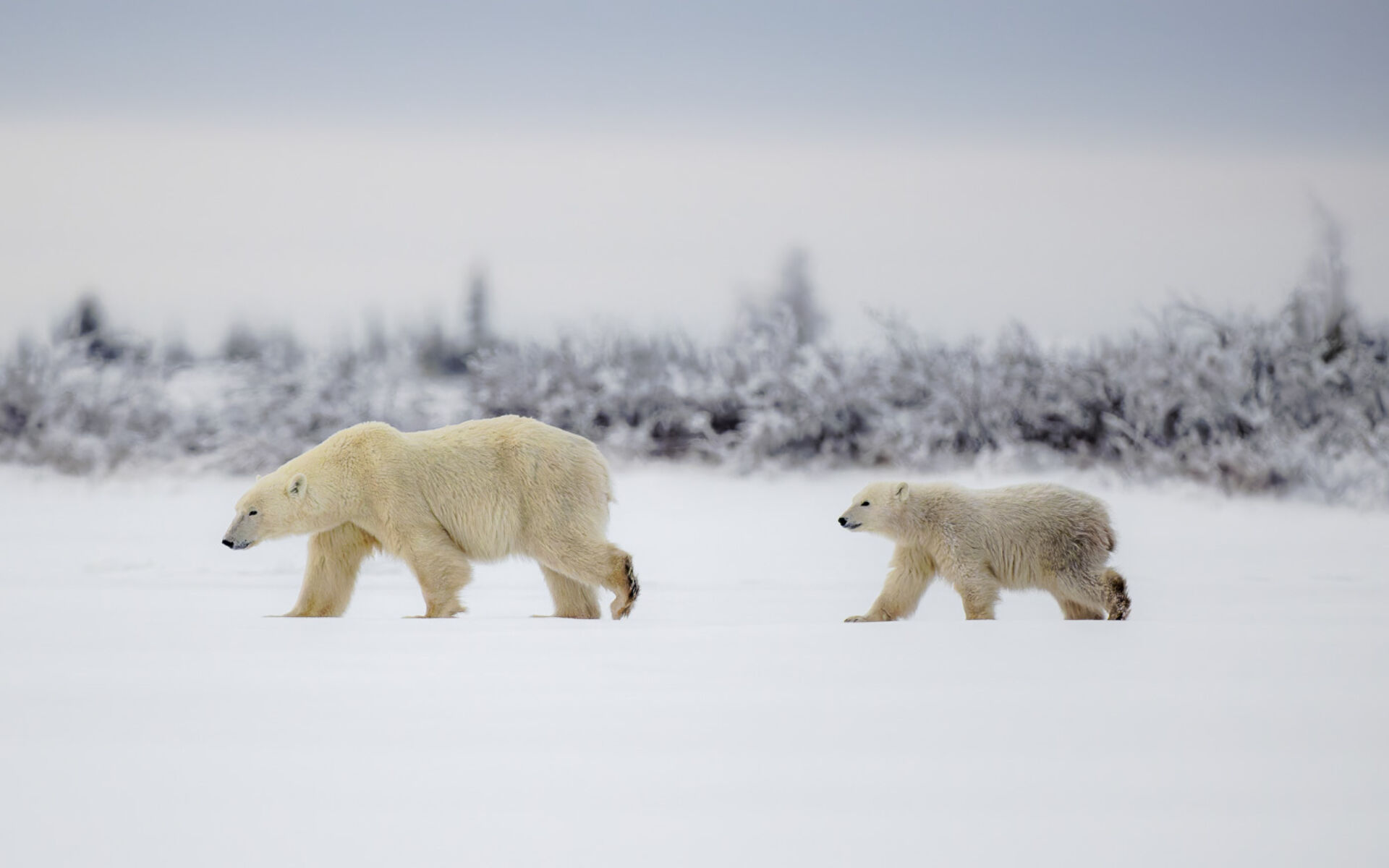Home page polar bears