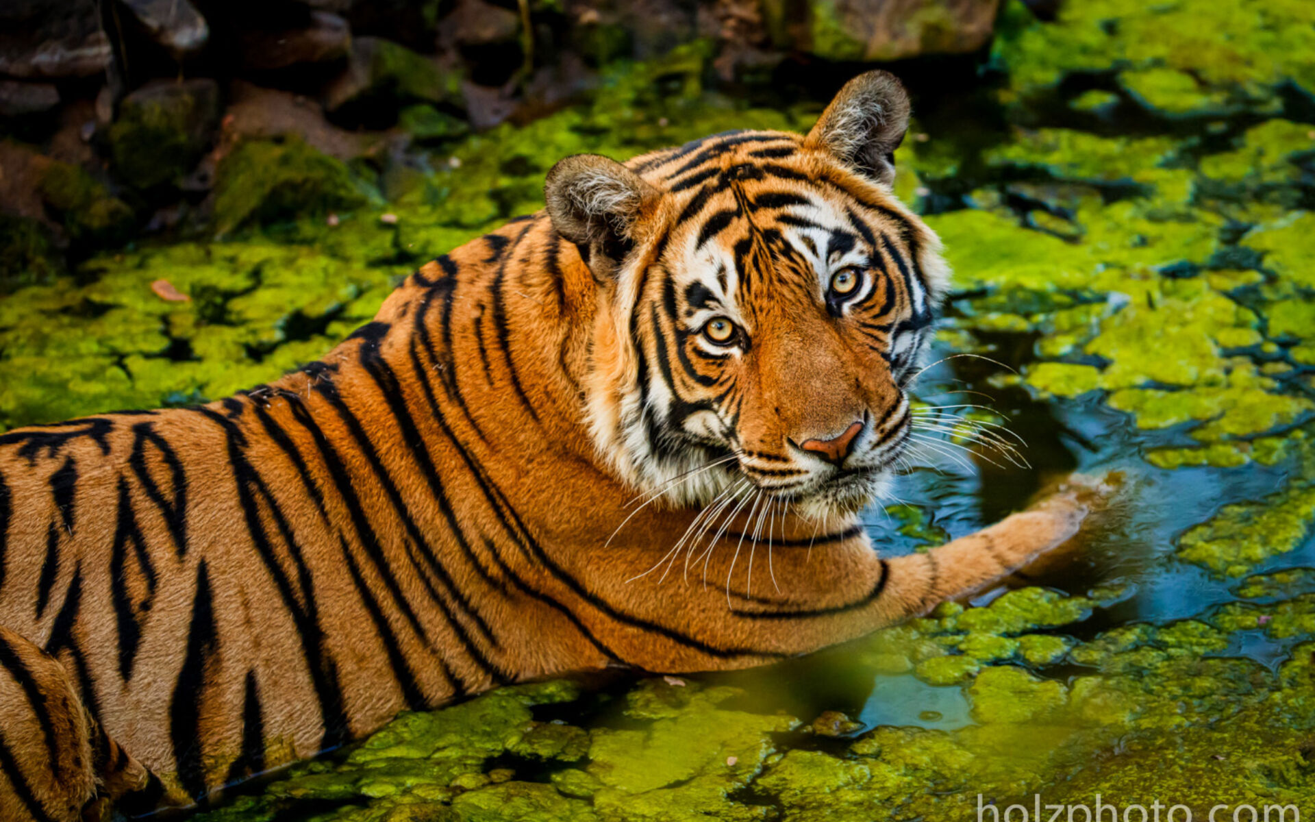 Home page tiger