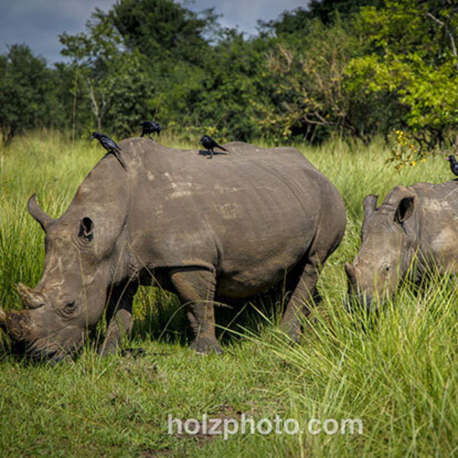Rhinobaby 415x415