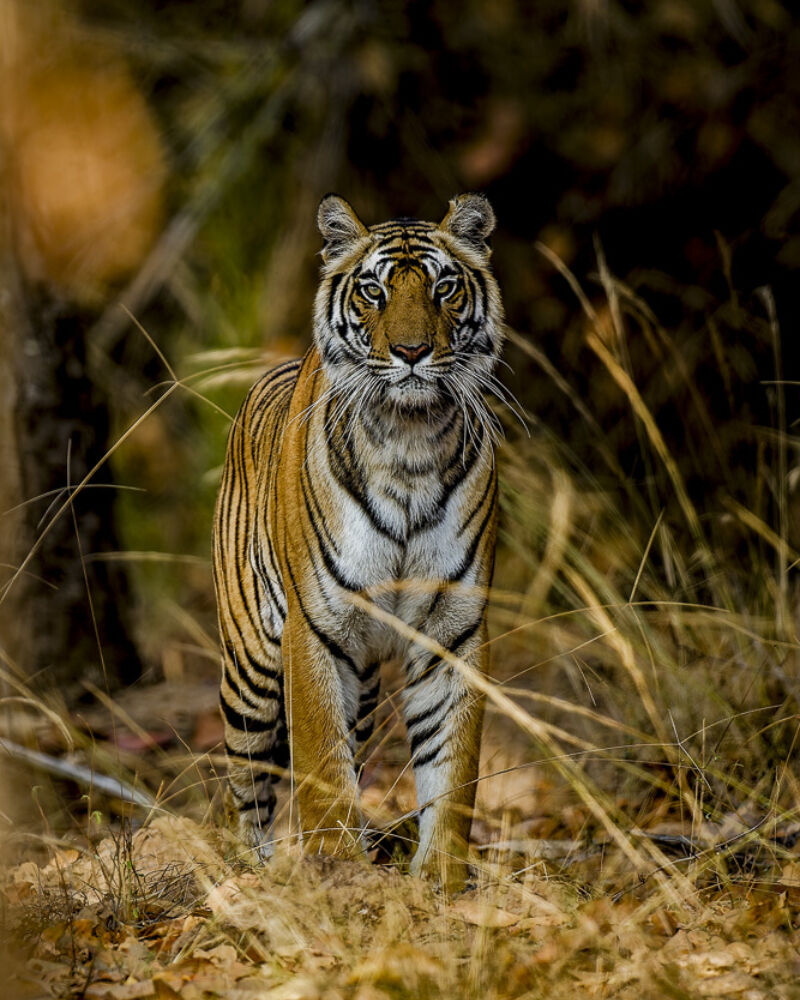 India 0002