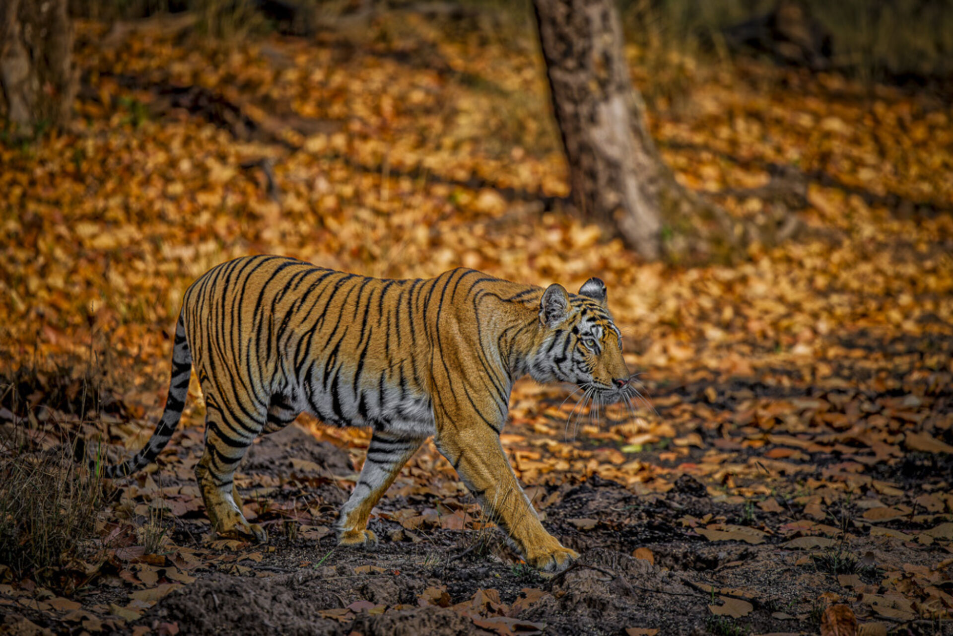 India 0003