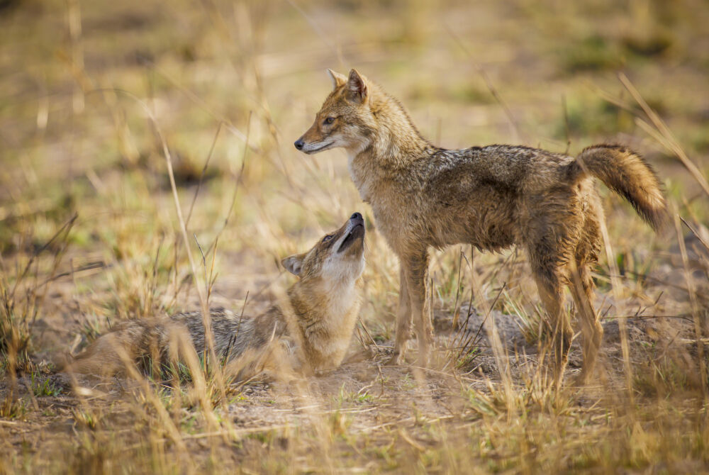 India hyenas