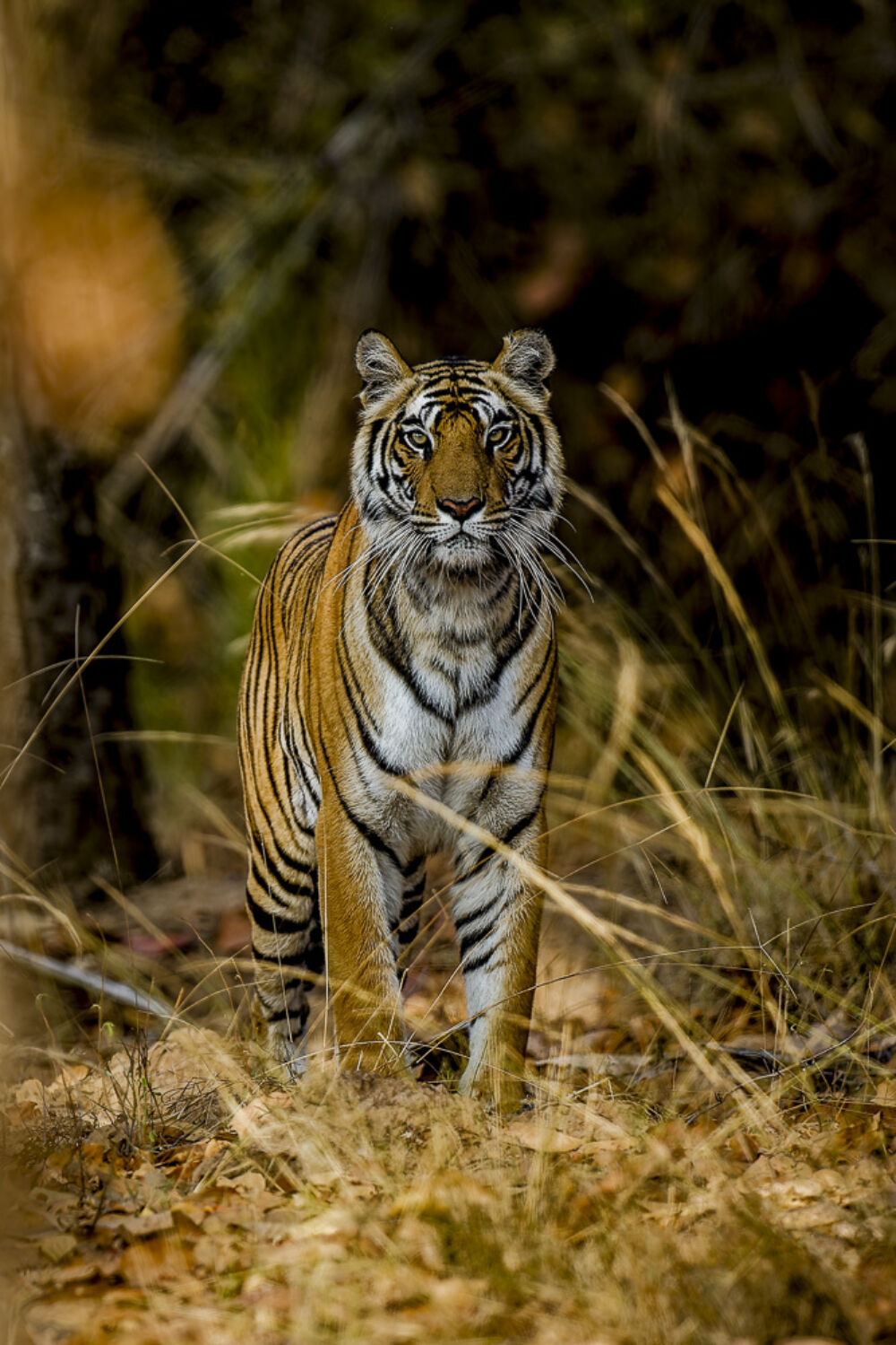 India 0002