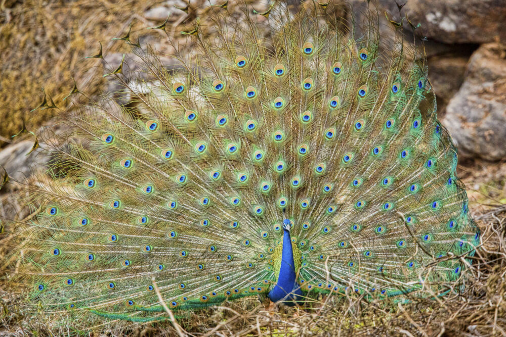 India 14