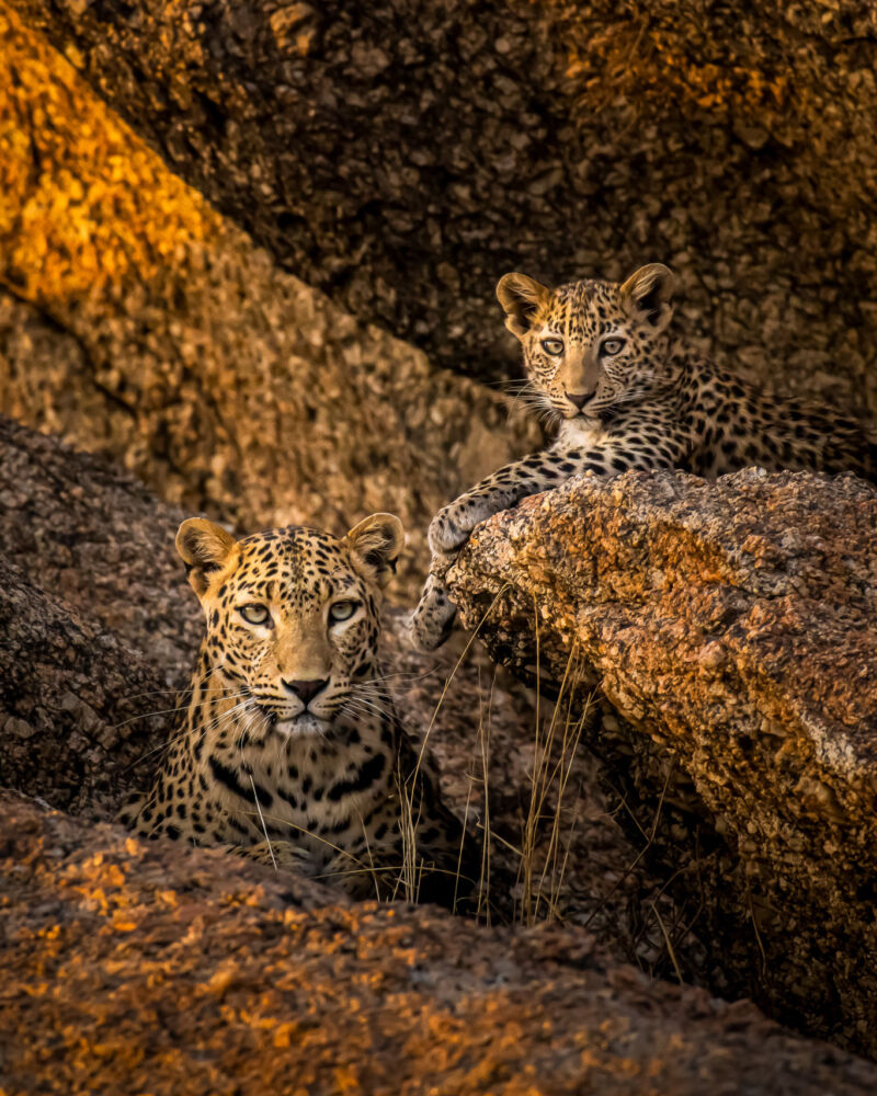Leopard 0004