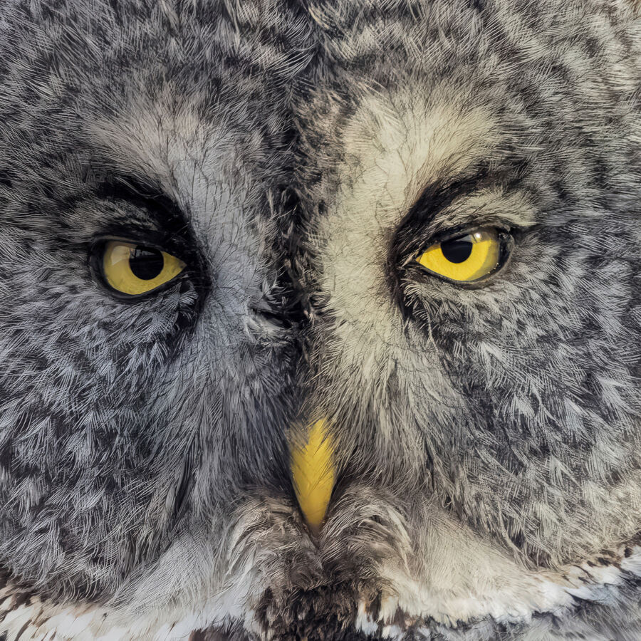 B2 A4679 Dx O 3 gigapixel standard v2 2x copy