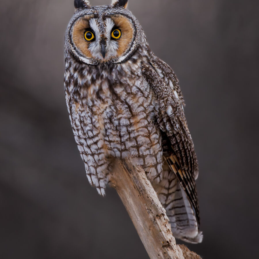 I2 A9831 Enhanced NR